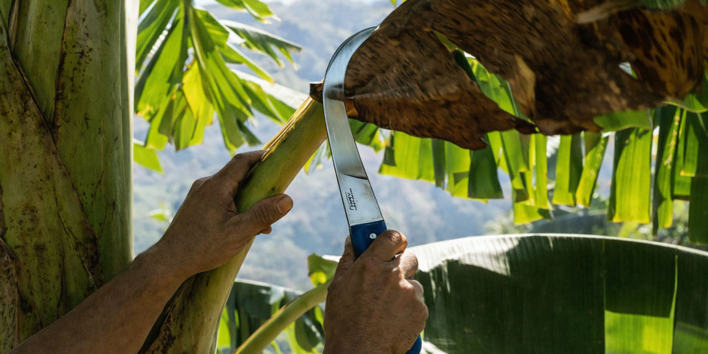 cuchillo-bananero